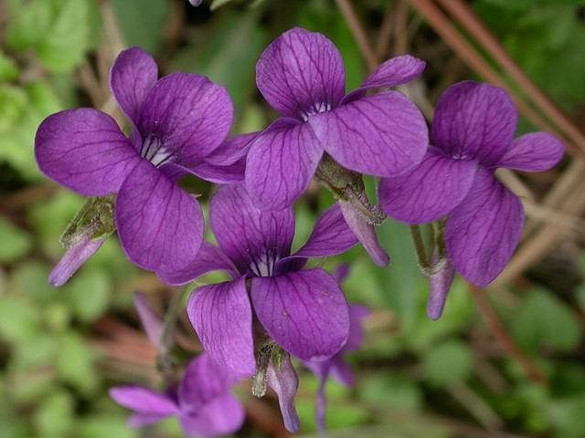 紫花地丁 紫花地丁