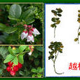 越桔(越橘(杜鹃花目杜鹃花科植物)) 越桔(越橘(杜鹃花目杜鹃花科植物))