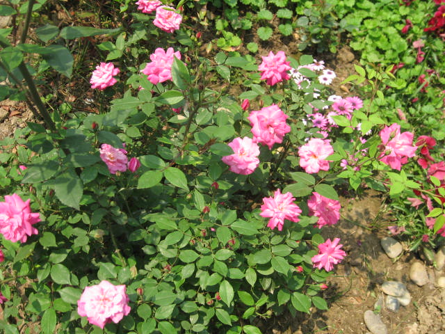 夏令营(蔷薇属月季栽培品种) 夏令营(蔷薇属月季栽培品种)