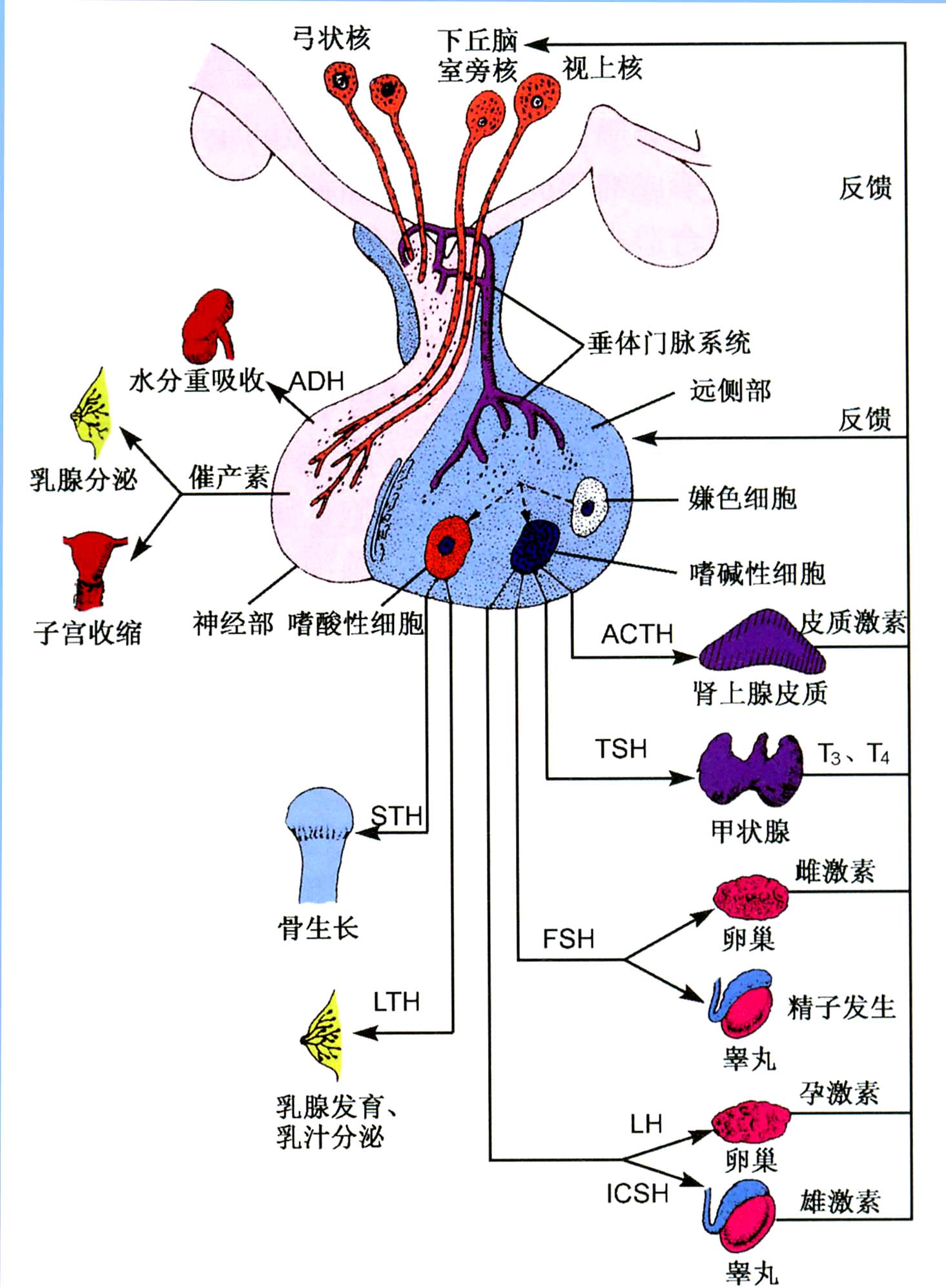 内分泌不孕 内分泌不孕