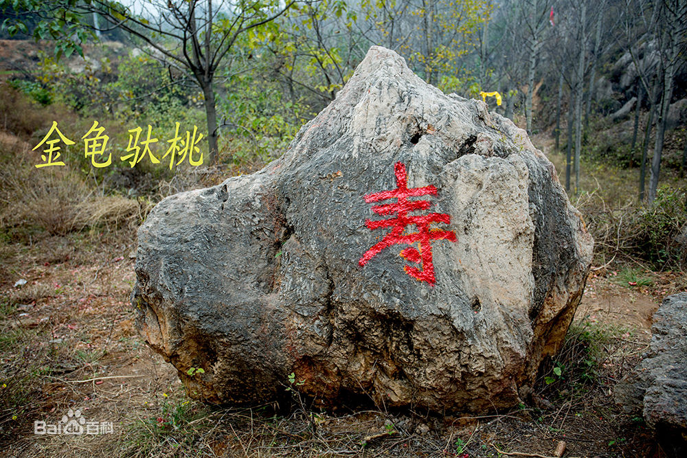 天灵山神龟驼桃 天灵山神龟驼桃