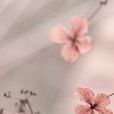 蔷薇百合花蝶恋