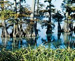 落羽杉(Taxodium distichum) 落羽杉(Taxodium distichum)