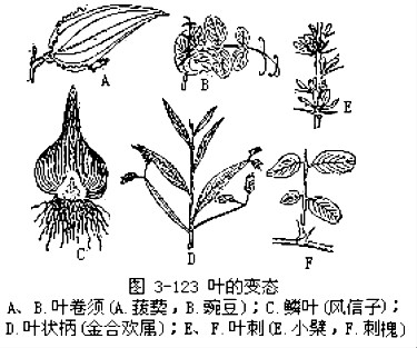 叶的变态 叶的变态