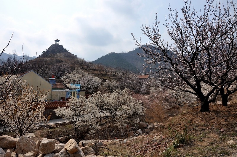 棉花村 棉花村