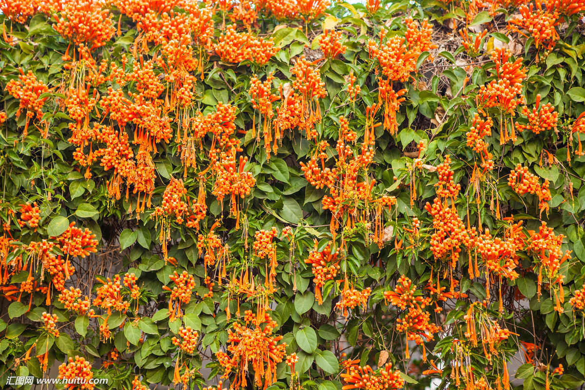 炮仗花(中药) 炮仗花(中药)