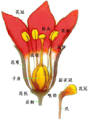 无性花 无性花