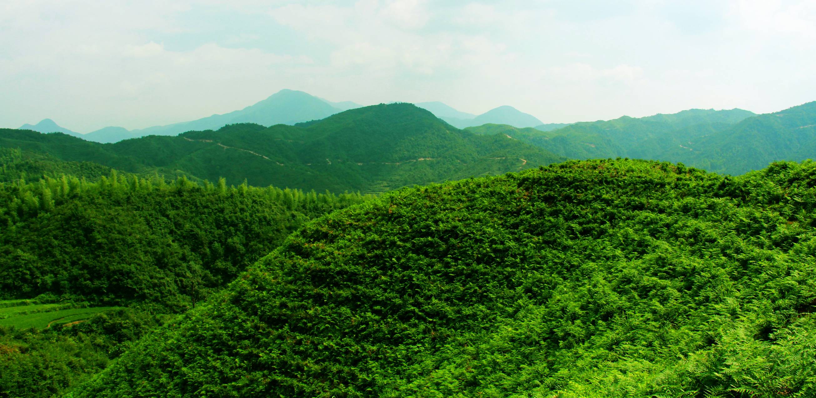天柱茶山 天柱茶山