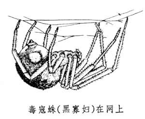 球腹蛛科 球腹蛛科