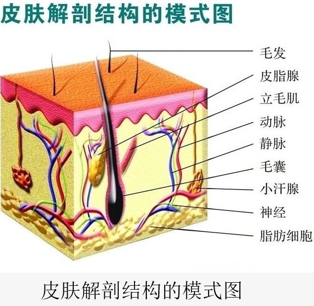 闭合性粉刺 闭合性粉刺