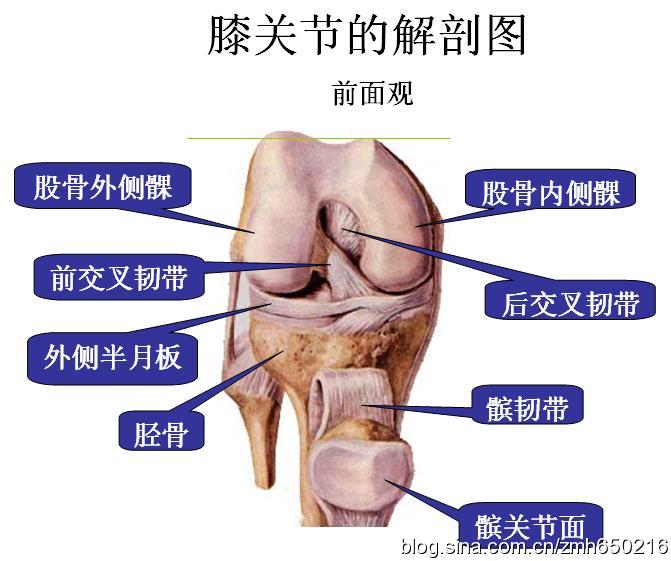 膝关节退行性病变 膝关节退行性病变