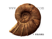 驰菊石 驰菊石