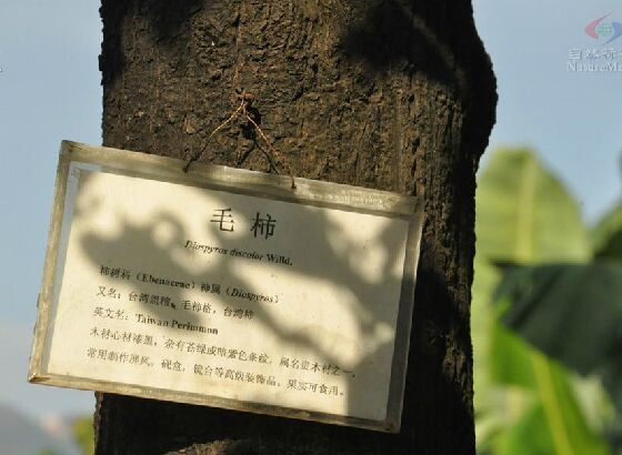 茎
