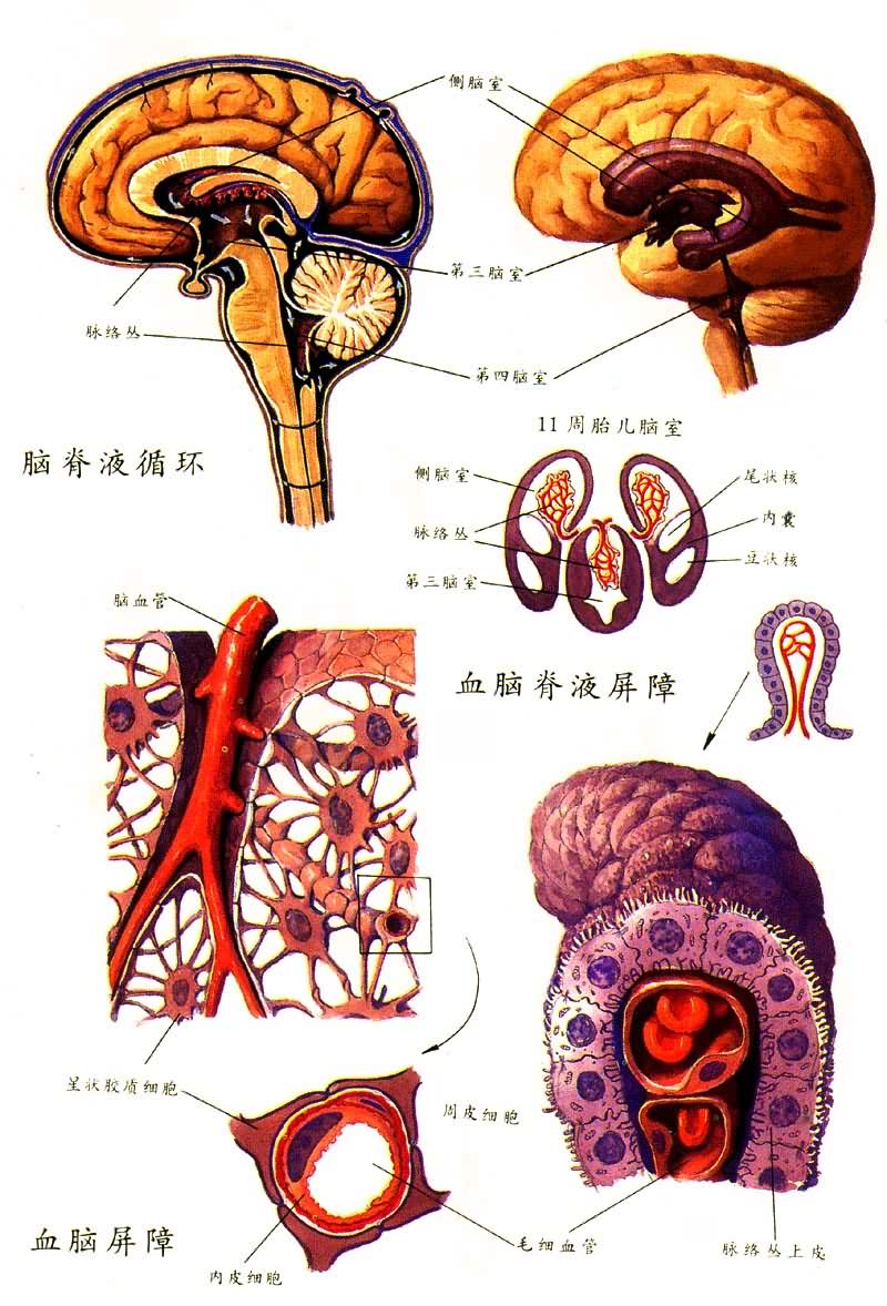 血脑屏障 血脑屏障