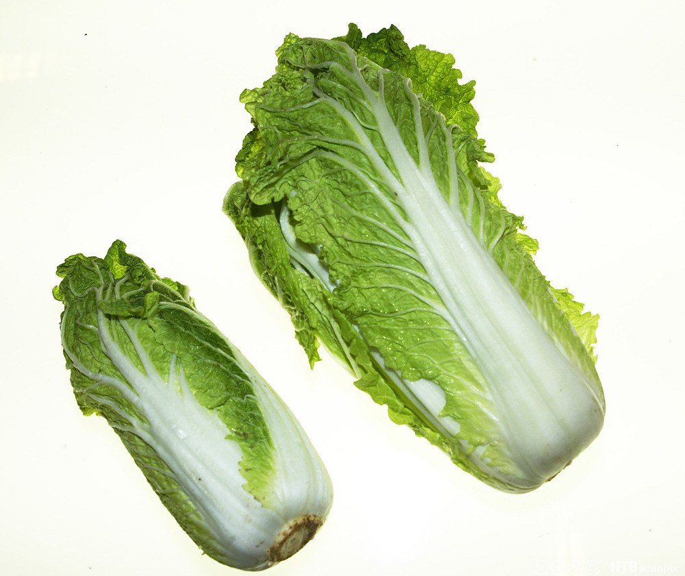 大白菜 大白菜