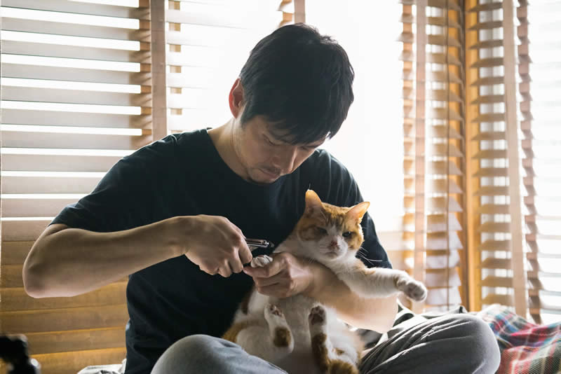毛毯猫 毛毯猫