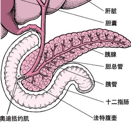 胰体癌 胰体癌