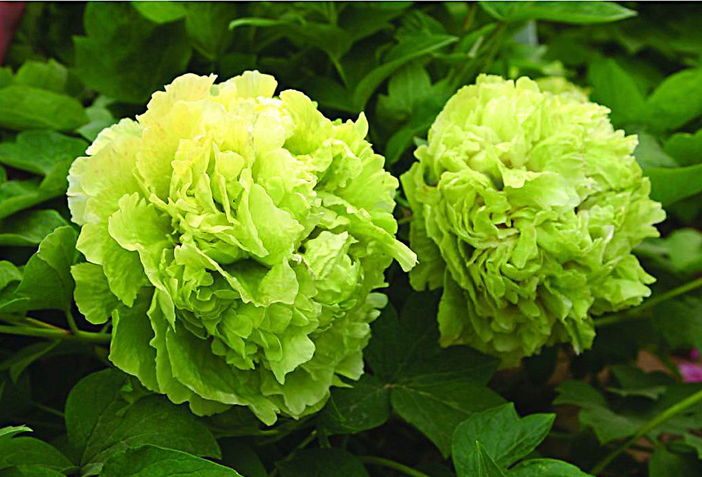菏泽绿牡 菏泽绿牡