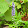 裂叶荆芥属 裂叶荆芥属