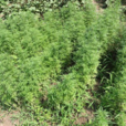 荆芥根 荆芥根