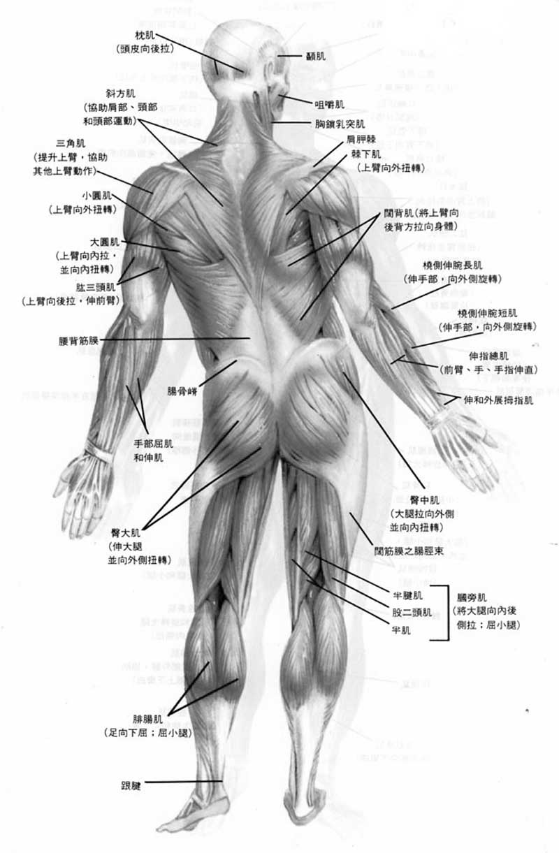 全身肌肉群 全身肌肉群
