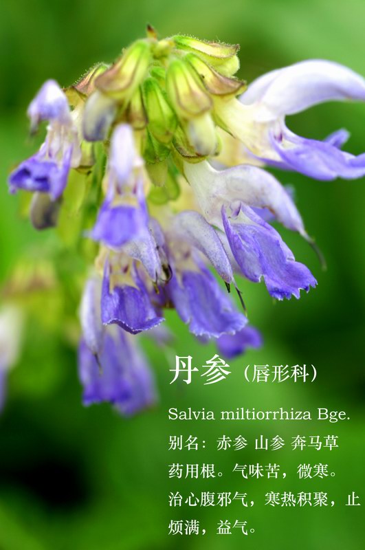 血参 血参