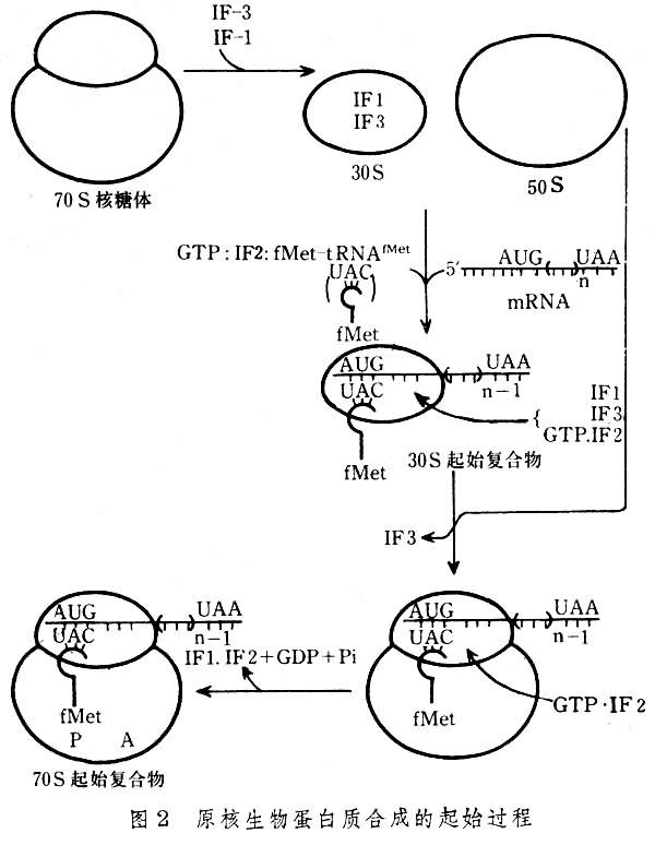 蛋白质合成 蛋白质合成