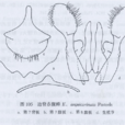 边脊赤腹蜂 边脊赤腹蜂