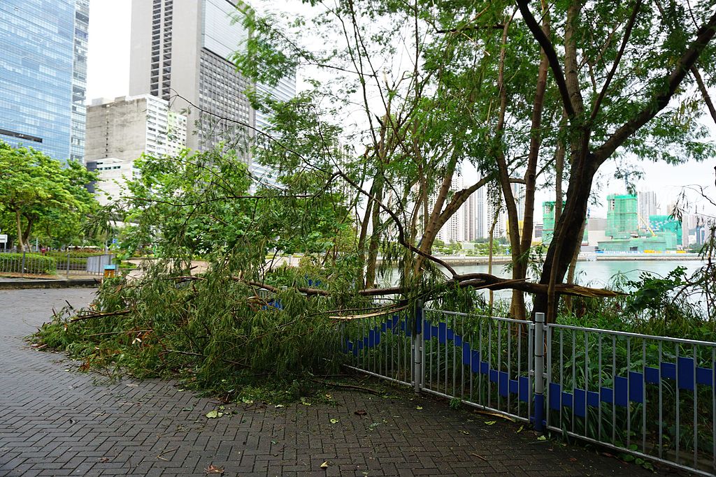 荃湾海旁塌树 荃湾海旁塌树