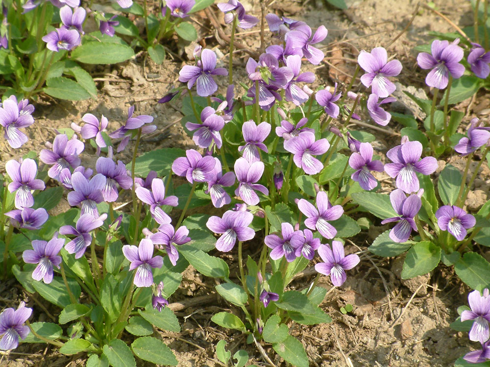 紫花地丁 紫花地丁