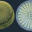 硅藻矿物 硅藻矿物