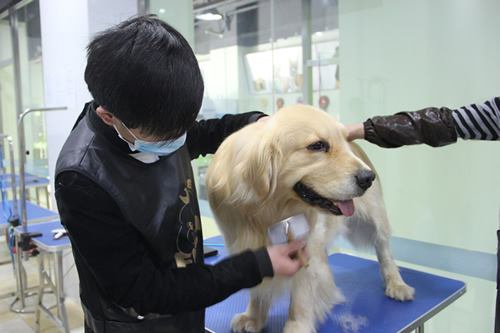 宠物美容师 宠物美容师