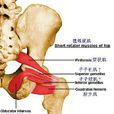 股方肌 股方肌