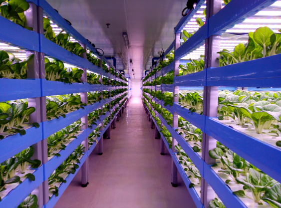 植物工厂水培小白菜 植物工厂水培小白菜