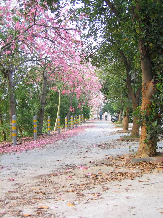 校园风景 校园风景