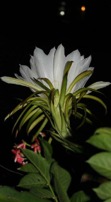 剑花 剑花