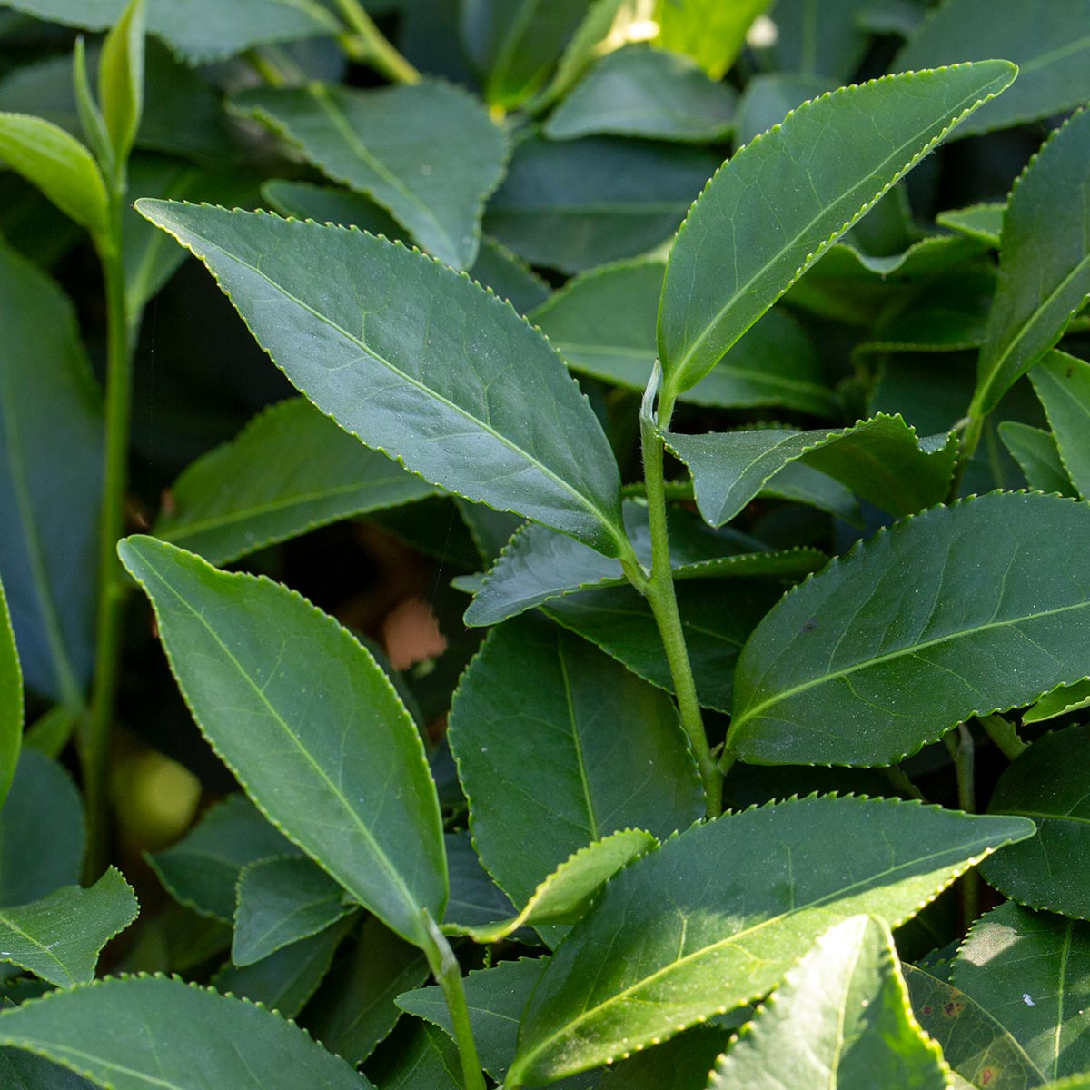 毛蟹茶 毛蟹茶