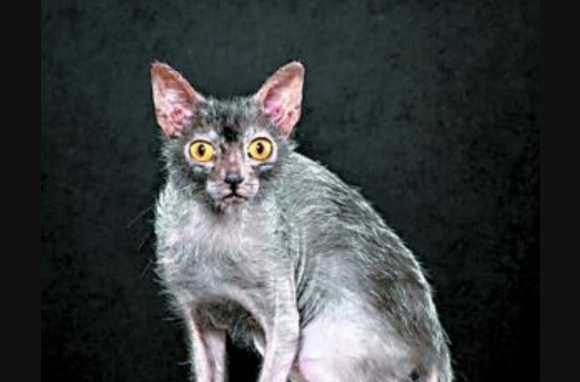 Lykoi Lykoi