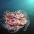 狮鬃水母 狮鬃水母