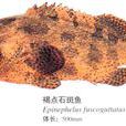 褐石斑鱼 褐石斑鱼