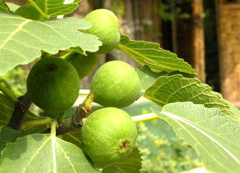 威海无花果 威海无花果