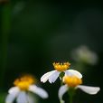 白花鬼针草(桔梗目菊科植物) 白花鬼针草(桔梗目菊科植物)