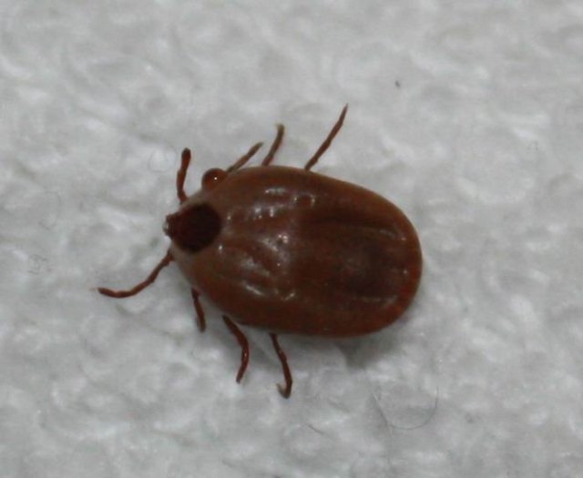 蜱虫 蜱虫