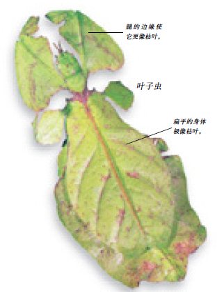 虫修 虫修