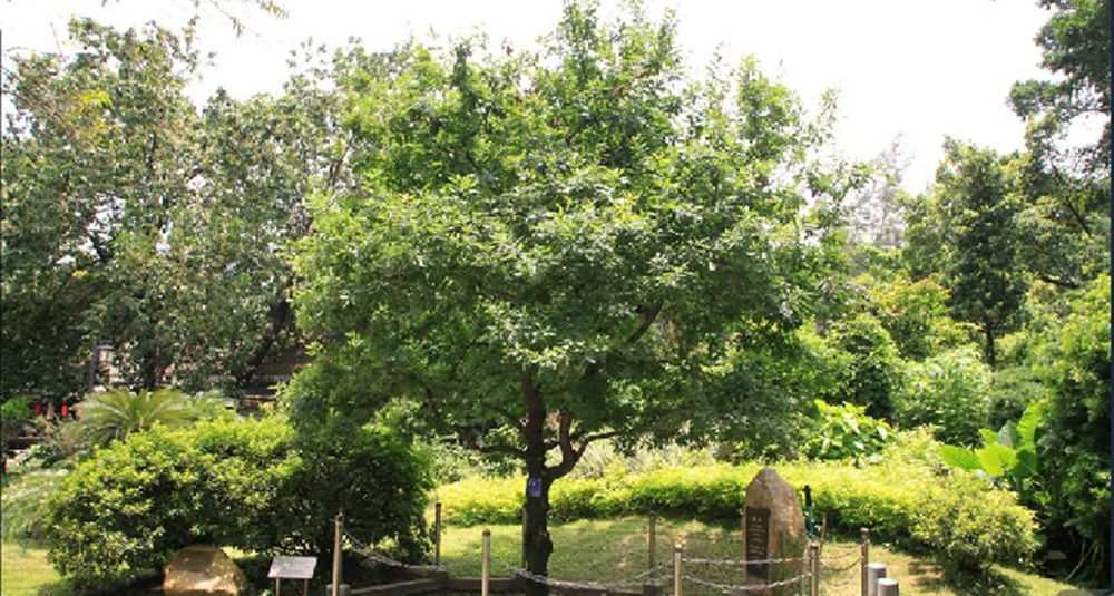 夏栎 夏栎