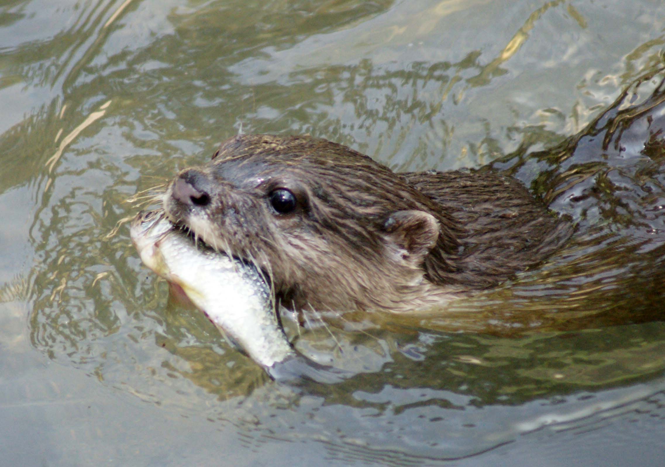 水獭捕鱼 水獭捕鱼
