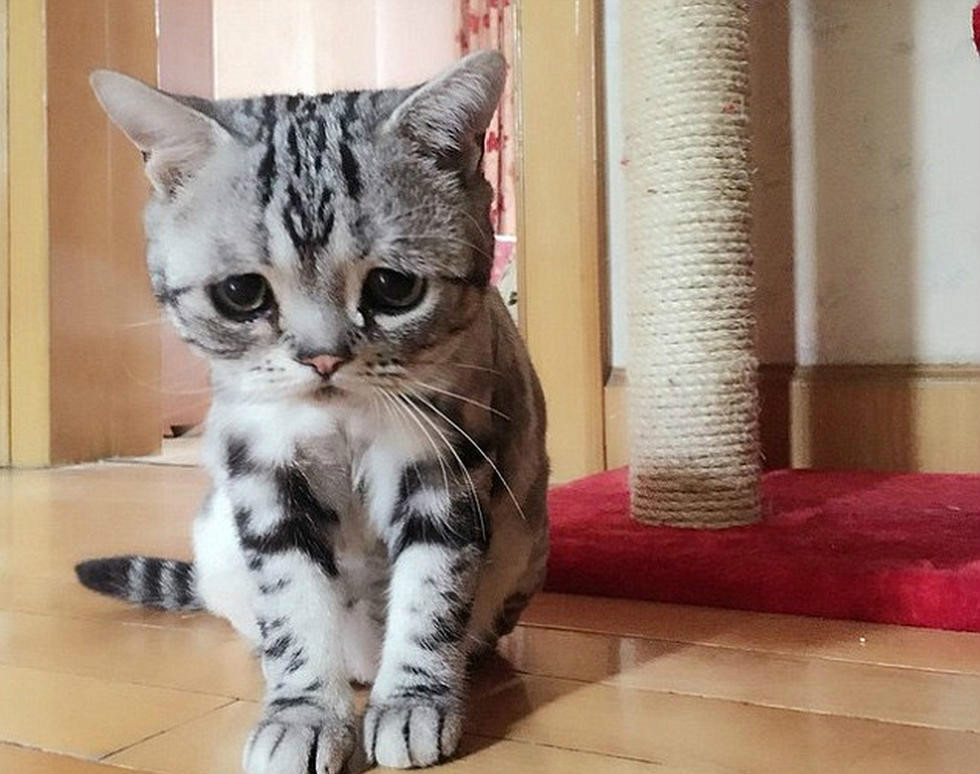 委屈猫 委屈猫