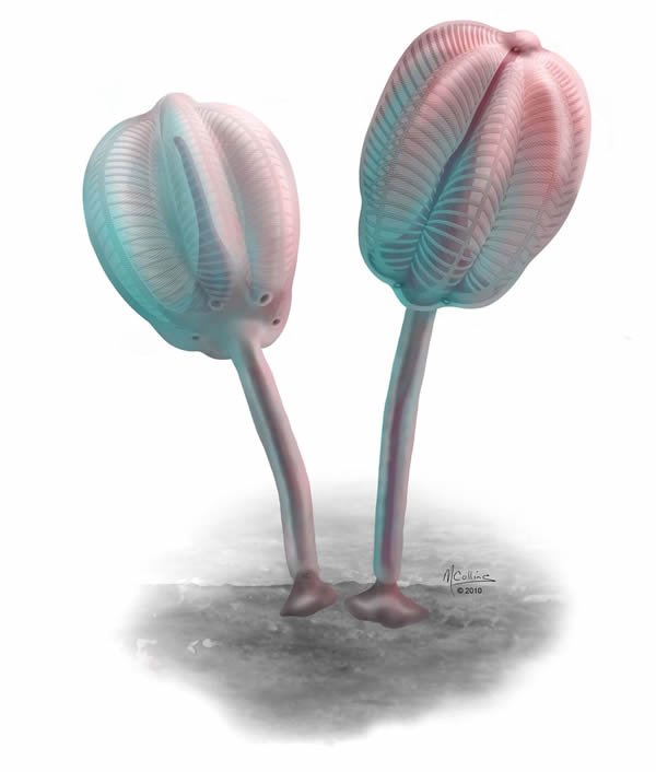 Siphusauctum gregarium的复原图 Siphusauctum gregarium的复原图