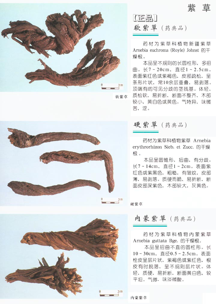 软紫草 软紫草