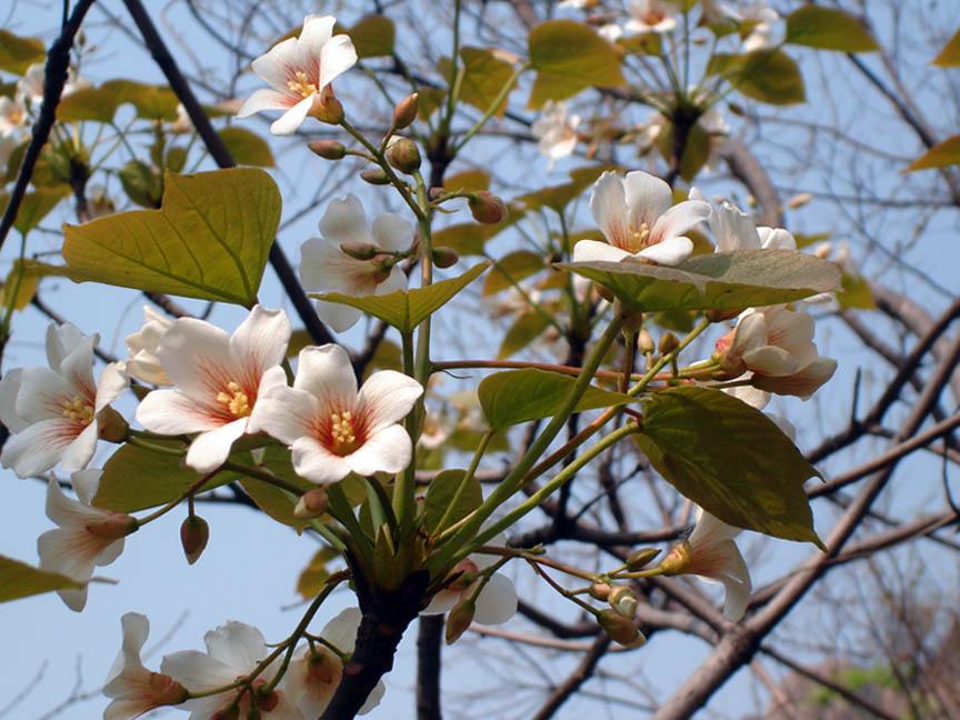 桐树花 桐树花